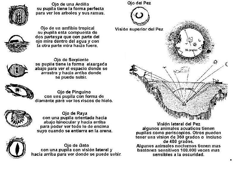 [ojos2.JPG]