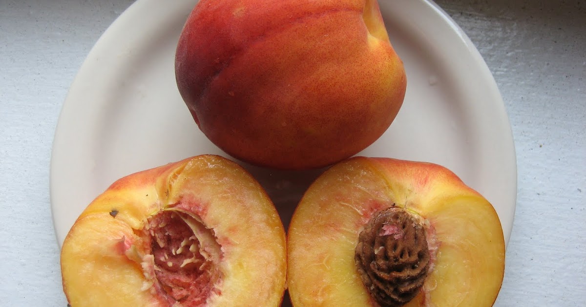 Icon of Reflection Peach, Nectarine, Plum, Apricot