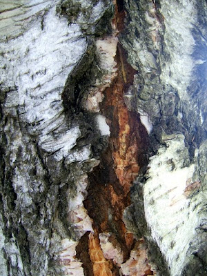 corteccia corteccia