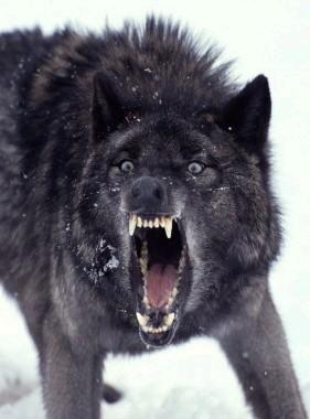 Alon~Preston's Wolf
