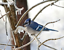 Bluesnow~ Snowflake's Bird