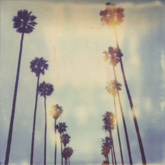 [palm-trees-LA-stefanieschneider.jpg]