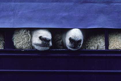 [sheeps.JPG]