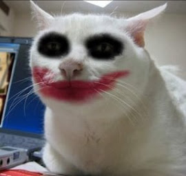 serious-cat-joker.jpg