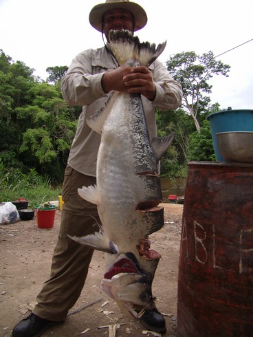 PAYARA CON MACHETAZOS