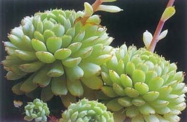 [Succulents+II+-+Pag+101.jpg]