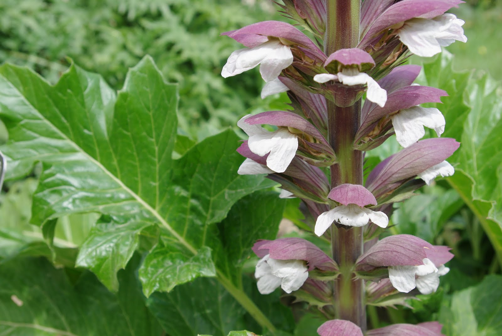 Flore en Valois Acanthe à feuilles molles et Acanthe épineuse