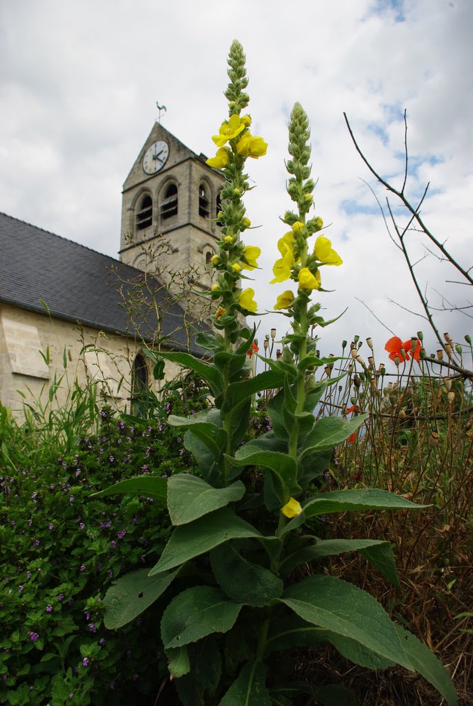 Flore en Valois Molène bouillonblanc, Verbascum thapsus L.