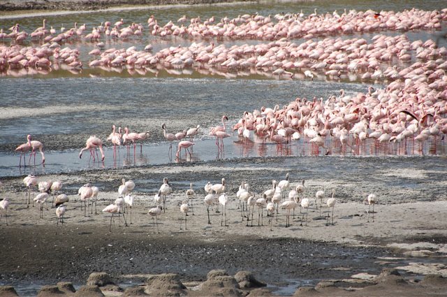 [es_flamingos1.jpg]