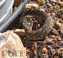 Puff adder at the top water tanks