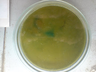 wl differential medium used for isolating An agar plate is a petri dish that contains agar as a solid growth medium plus nutrients, used to culture microorganisms sometimes selective compounds are added to influence growth, such as antibiotics. wl differential medium used for isolating An agar plate is a petri dish that contains agar as a solid growth medium plus nutrients, used to culture microorganisms sometimes selective compounds are added to influence growth, such as antibiotics.