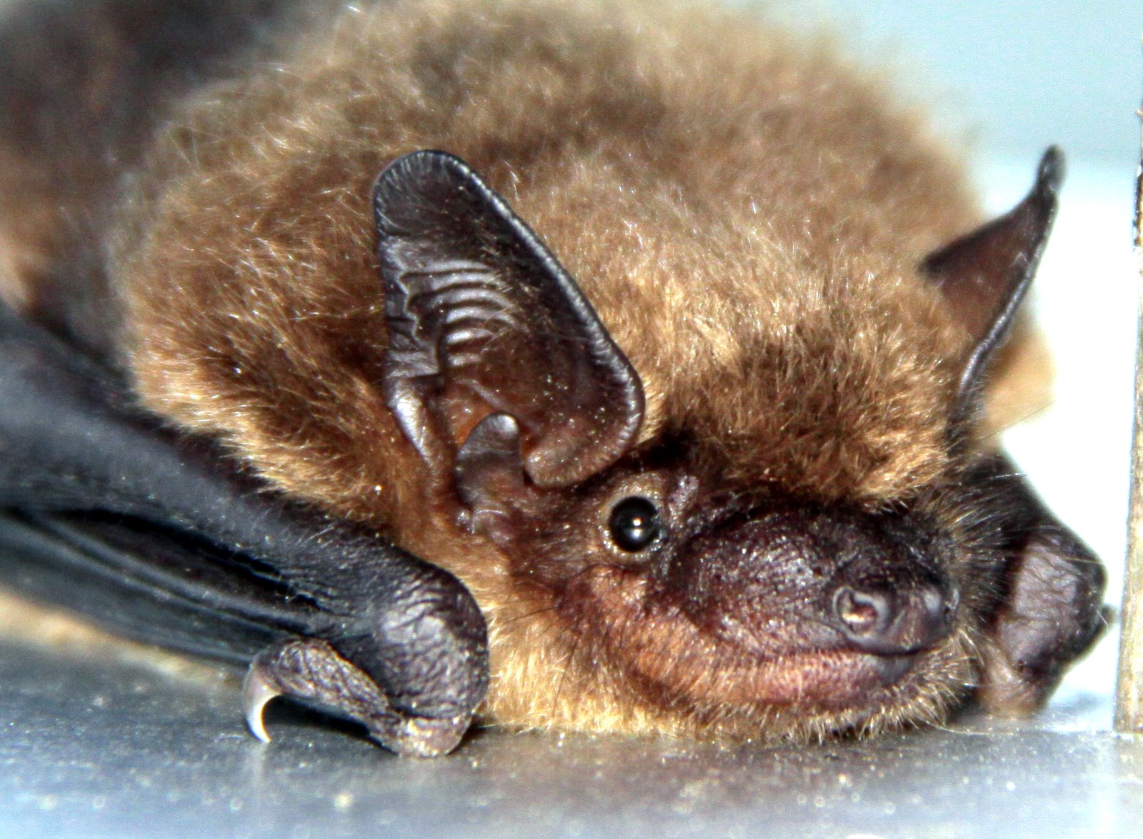 Bat big brown bats are the most common species of bats in