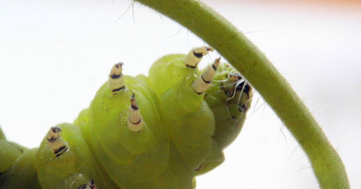 bearded-dragon-horn-worms-2