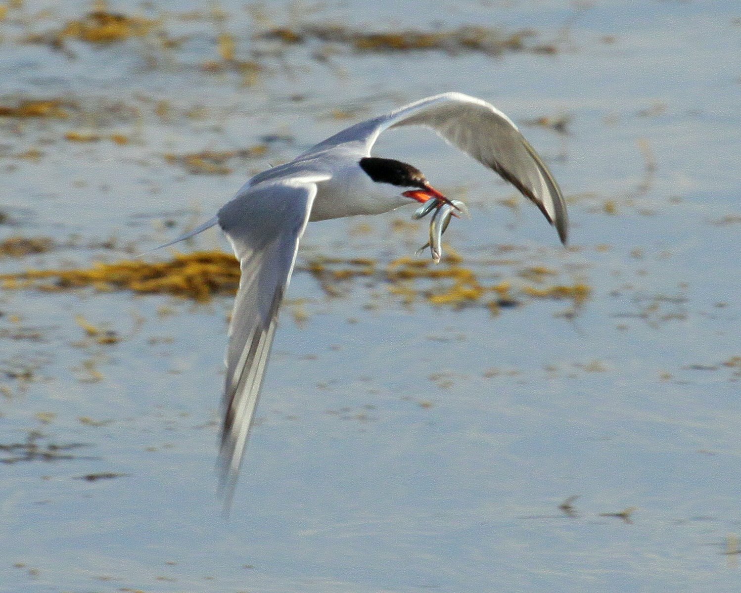 THE BACK STORY -: "Welcome To The Sand Lance Buffet!" Common Terns
