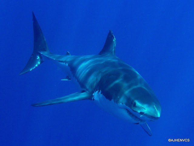Sharks In Spain