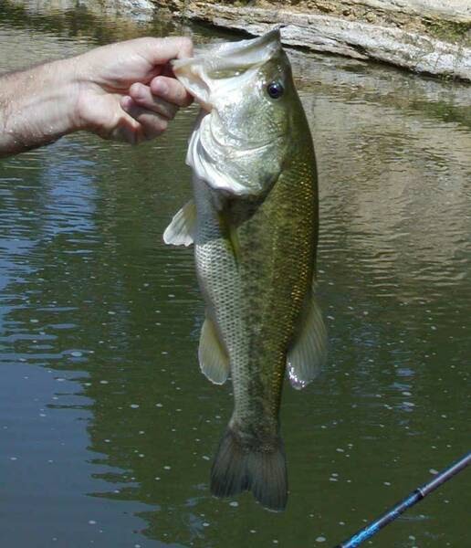 Baby Grounds 37 Weeks (9 months, 1 week) Pregnant Baby Large Mouth Bass