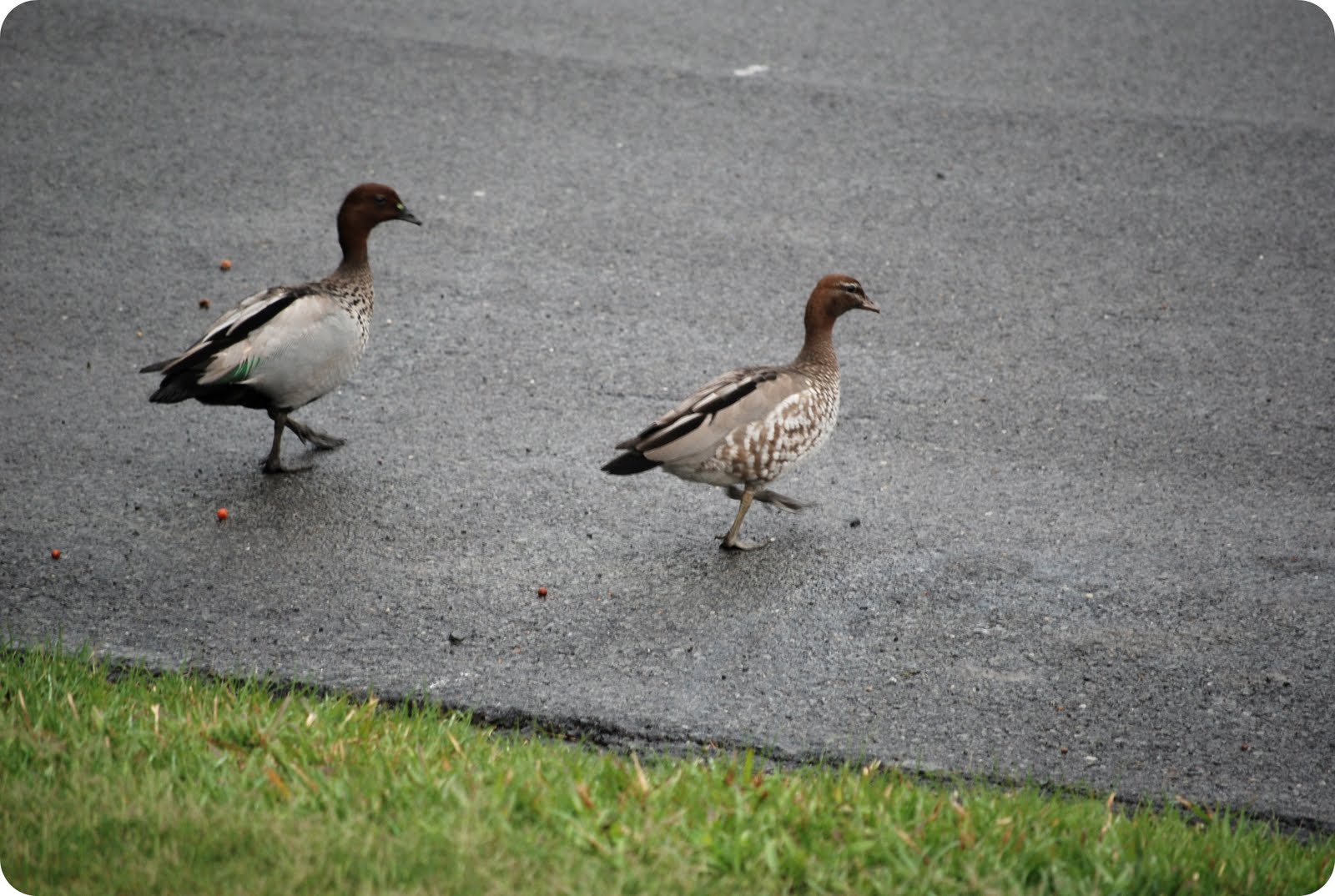Walking A Duck