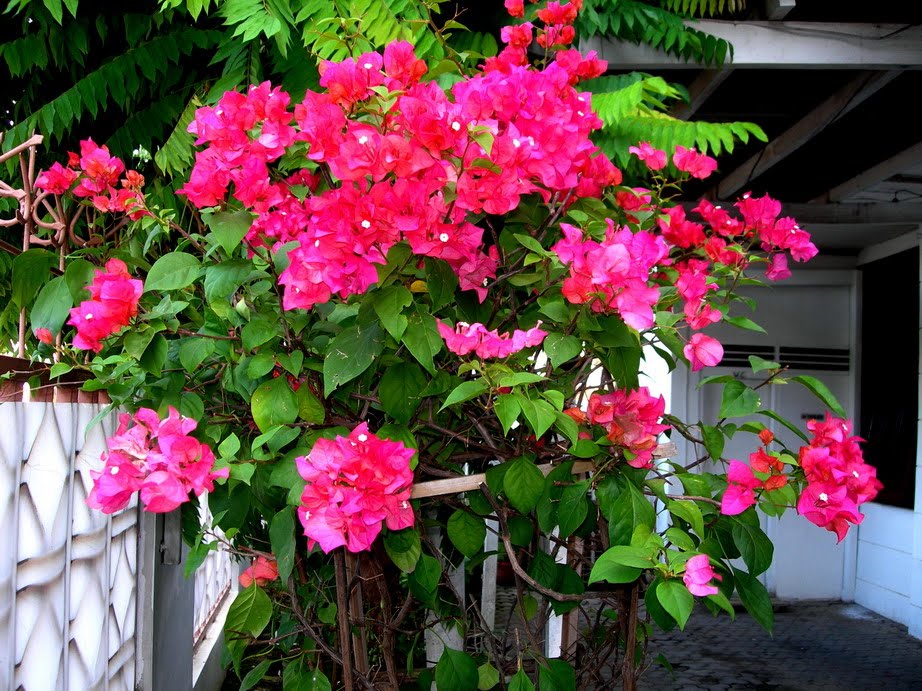 Basuki Pramana Blog: Kembang kertas