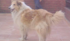 godita  (L)