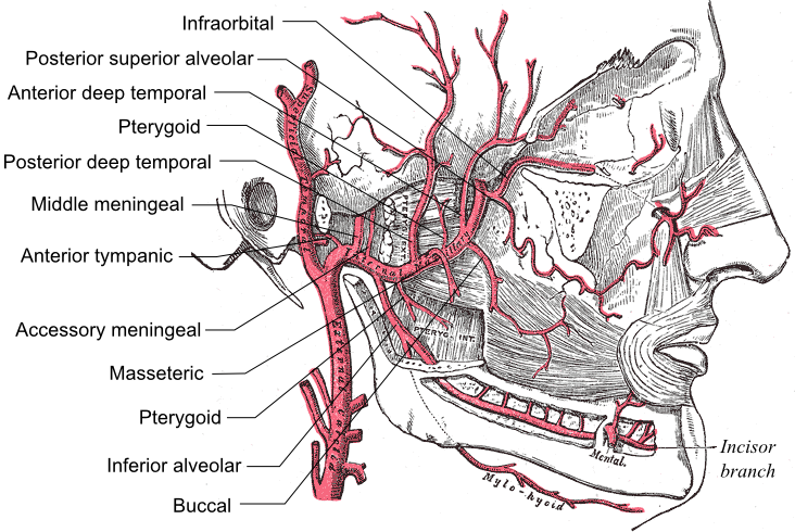 Doctors Gates: Maxillary Artery Branches Mnemonic