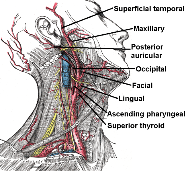 pain in front left side of neck near carotid artery