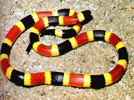 coral snake pics