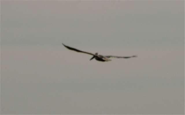 [flying+pelican.jpg]