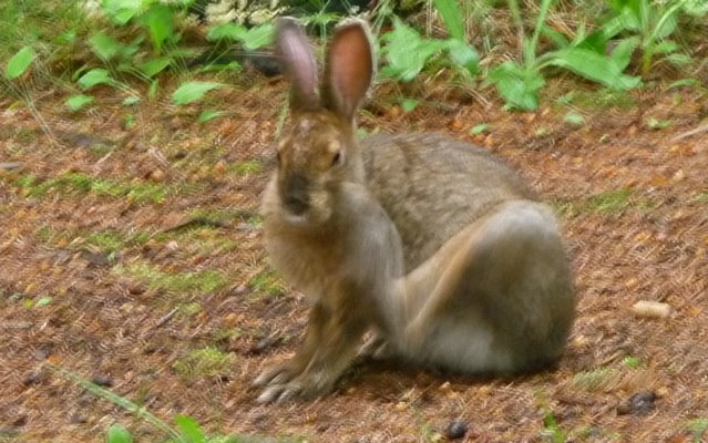 [2-Big+Rabbit.jpg]