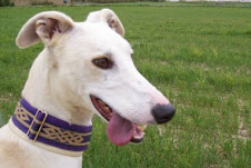 GABINO, UN GALGO MUY GUAPO ¡¡¡ADOPTADO!!!