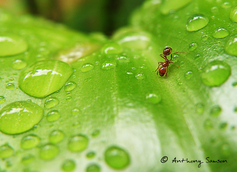 Ants Macro