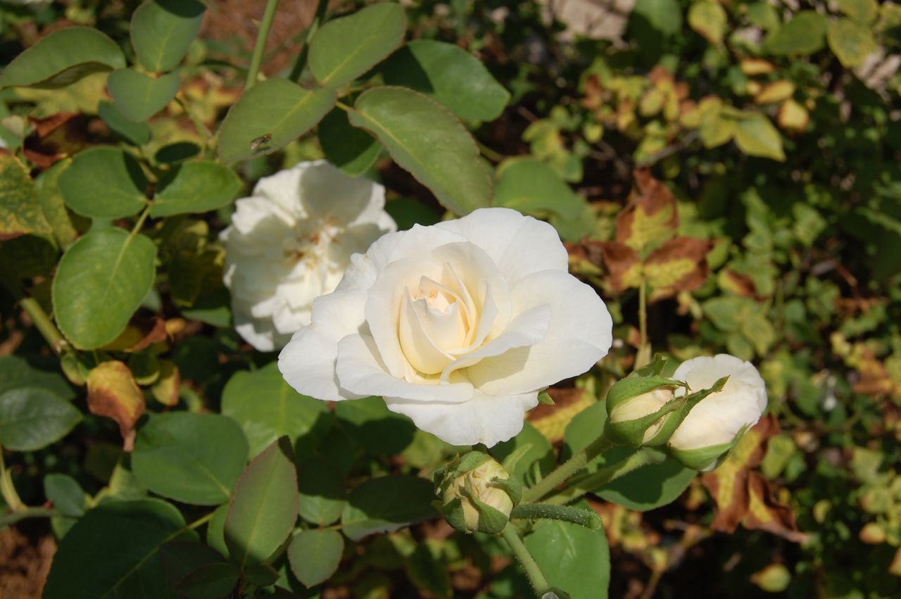 my visit to a rose garden The concept for a seattle civic rose garden in woodland park bloomed formally in 1922 through the combined inspiration and effort of the seattle lion's club and the seattle rose society the garden's purpose was to provide a free, public display of roses suitable for seattle's climate. my visit to a rose garden The concept for a seattle civic rose garden in woodland park bloomed formally in 1922 through the combined inspiration and effort of the seattle lion's club and the seattle rose society the garden's purpose was to provide a free, public display of roses suitable for seattle's climate.
