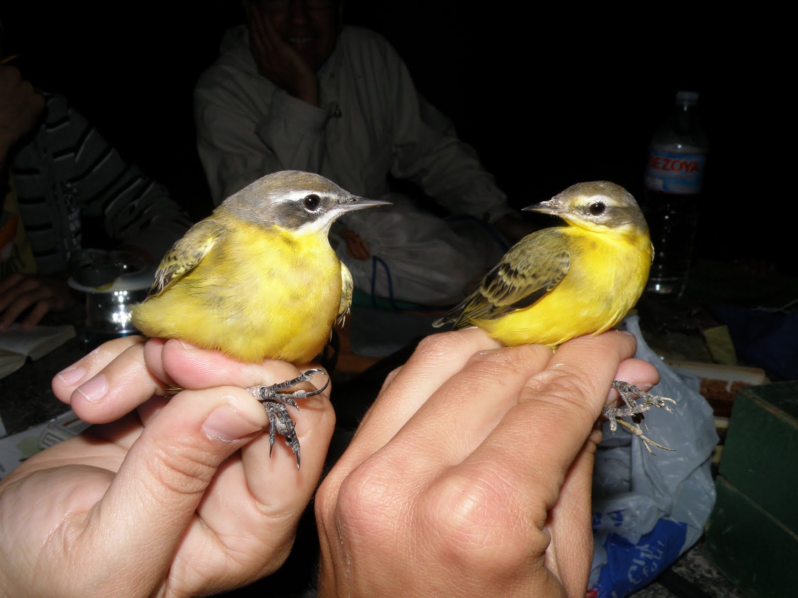 [Motacilla+flava+macho+(21-09-09)4.JPG]