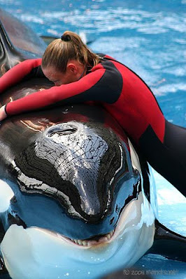 tilikum whales seaworld whale killer sea san think antonio breathe dawn brancheau trainer blow orca hole globalove tank