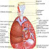 A respiração, trocas gasosas e capacidade pulmonar