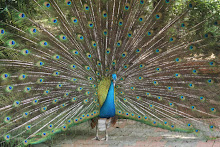 Peacock @ KL Birdpark