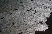 Thousands of Silk Cocoons