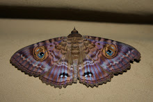 Masquerade Moth...