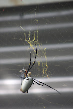 Yellow Orb Spider