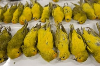 dead+canaries.jpg