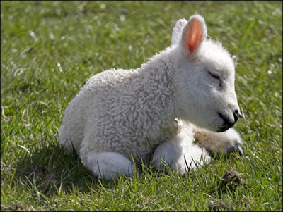 Baby Lamb Pictures on It S Officially Spring Time And That Means Baby Animals Join Us For