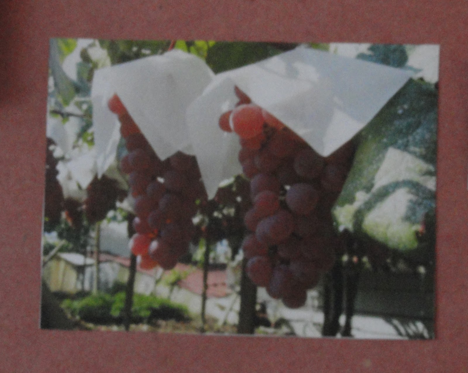 The Passionate Foodie Japanese Wines A Taste of Koshu