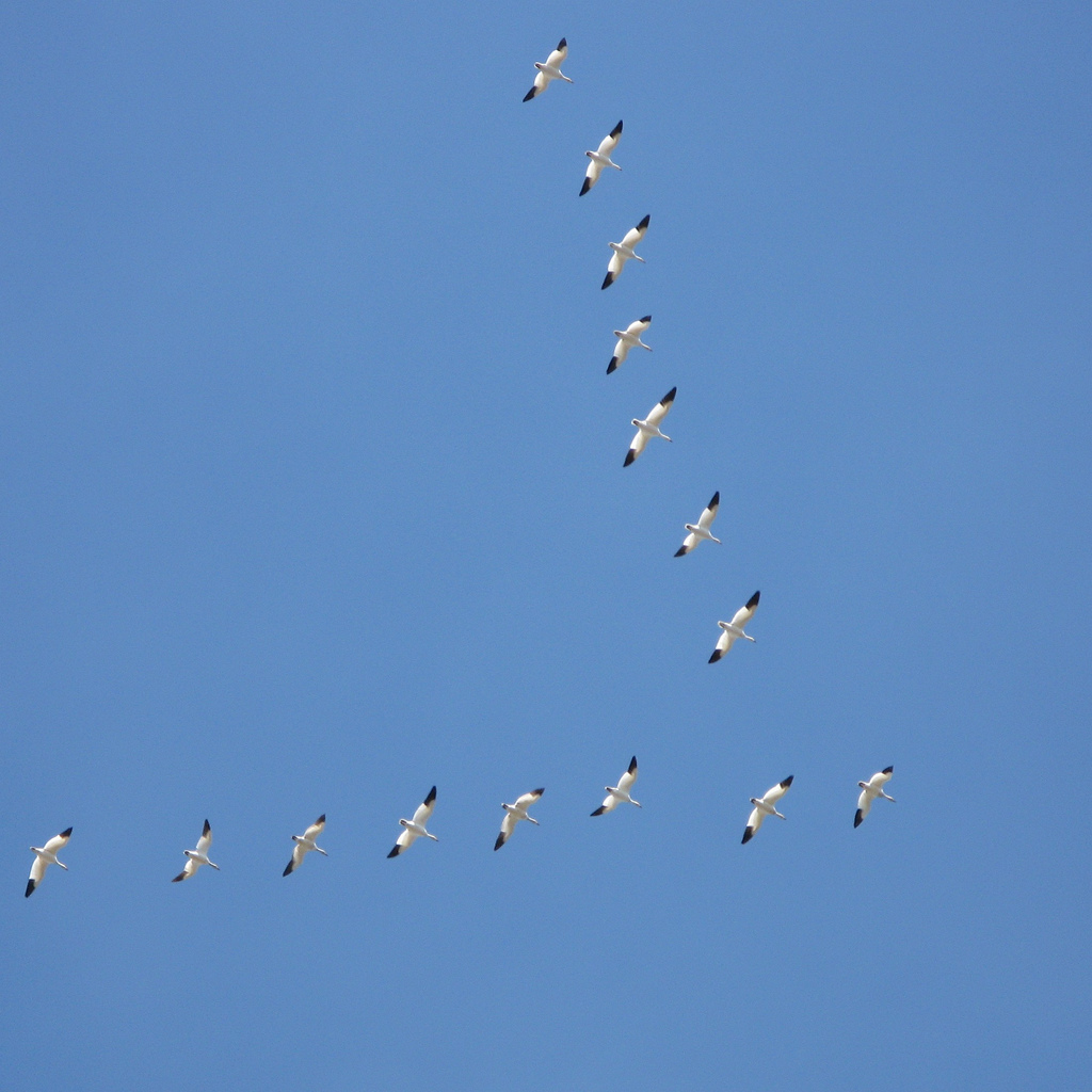 THE INFORMATION HIGHWAY Why do geese fly in a V?