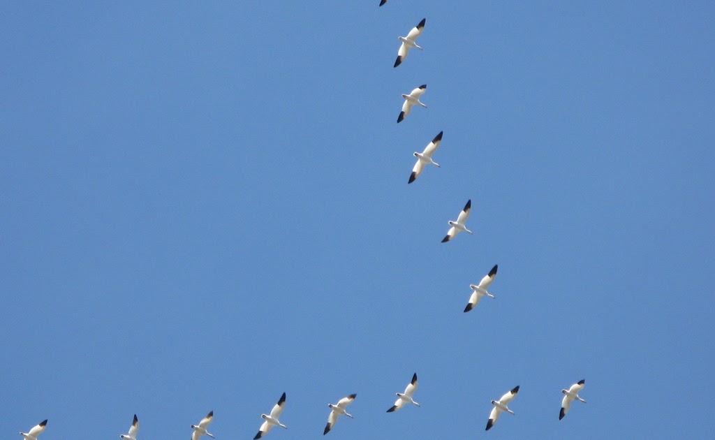 THE INFORMATION HIGHWAY Why do geese fly in a V?