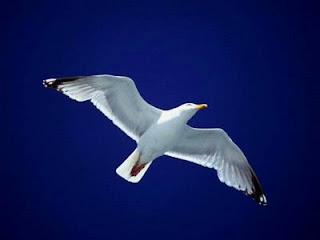 http://4.bp.blogspot.com/_Zam_kxun9Mg/ScejWCfu5xI/AAAAAAAAAFk/mAgzmj0RXQQ/s400/albatroz.jpg