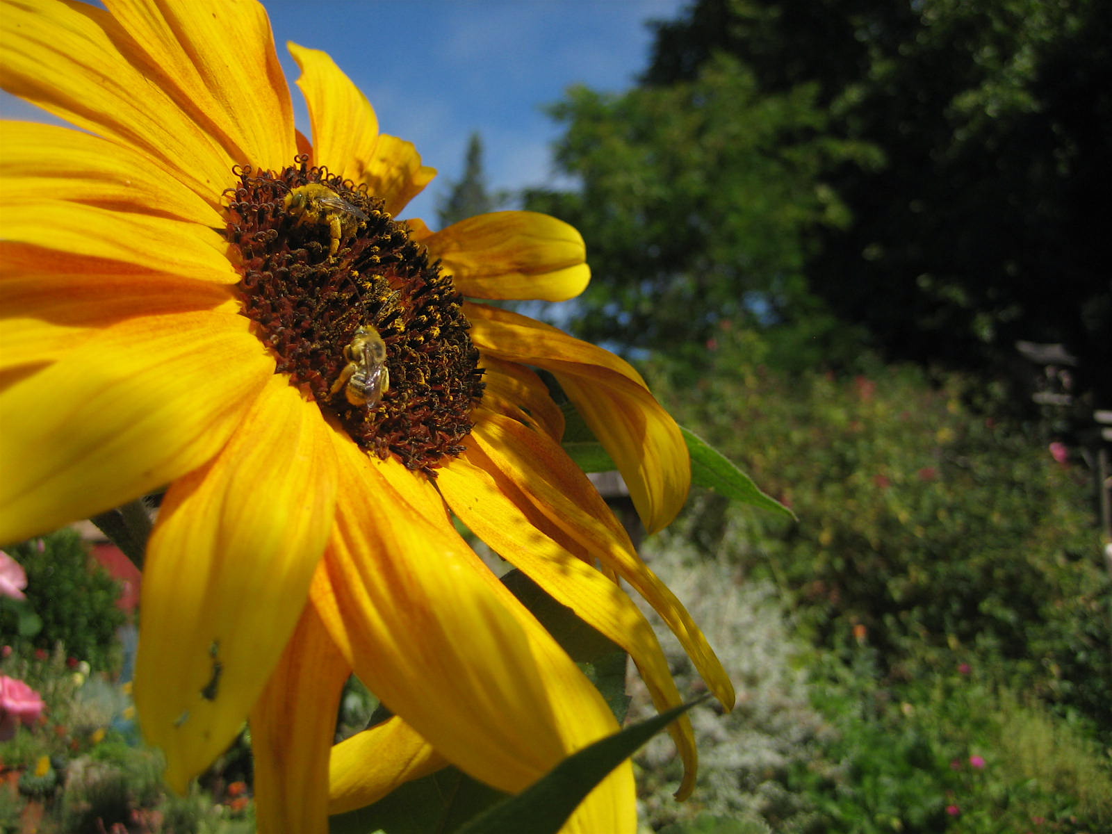 [sunflower+bees.JPG]