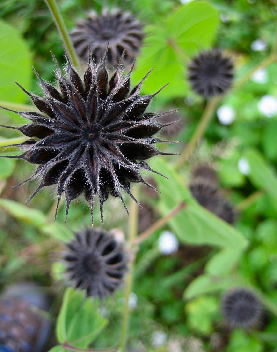 Today in the Garden... September 2010