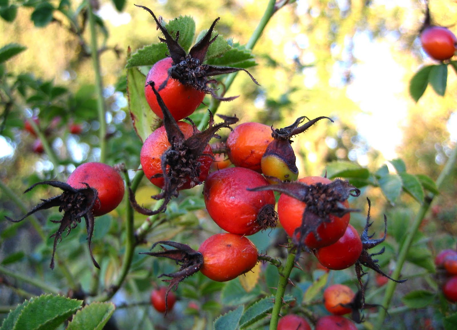 Wild Rose Hips