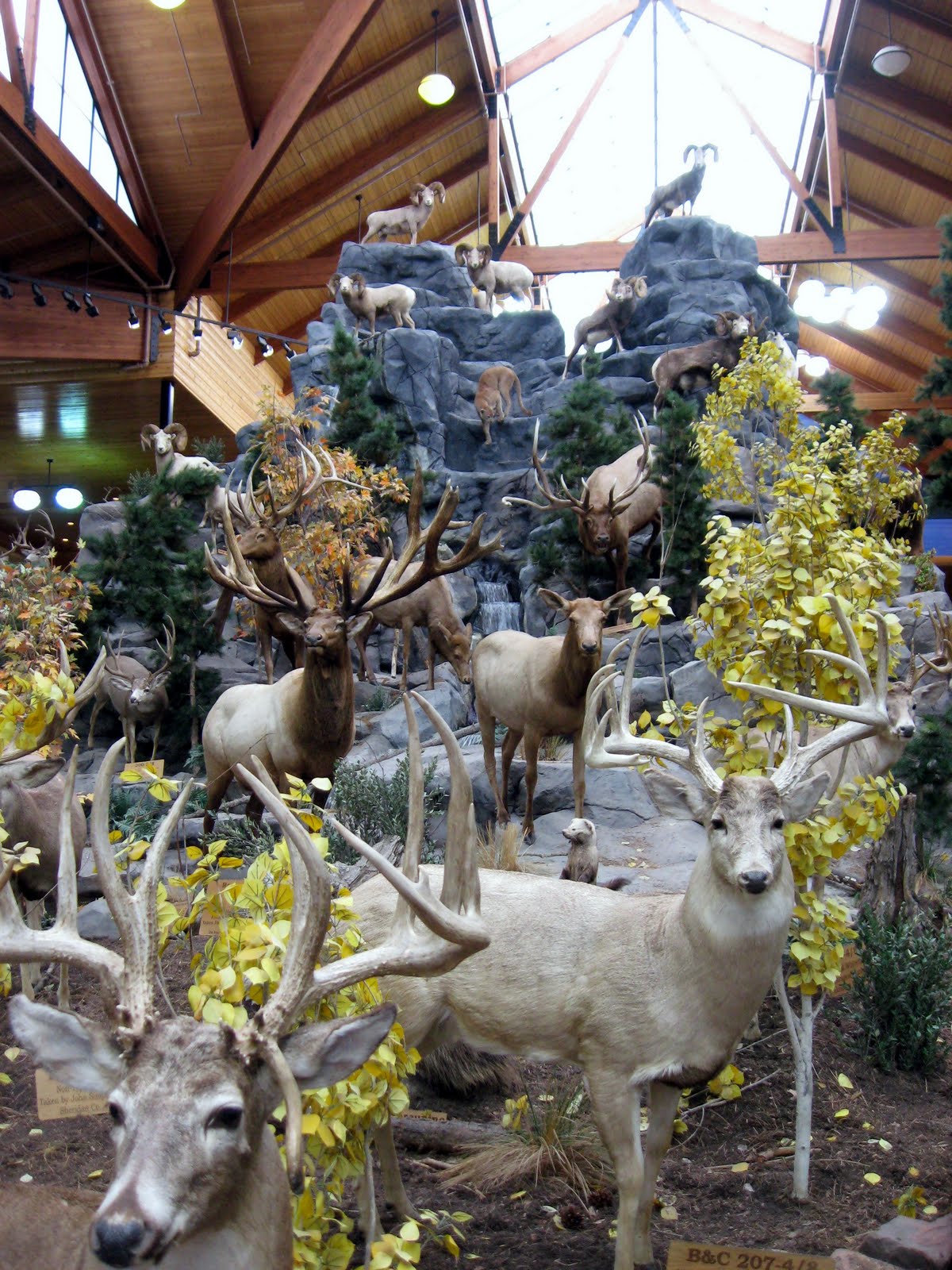 Outta the Way Cabela's Taxidermy Hamburg, Pennsylvania