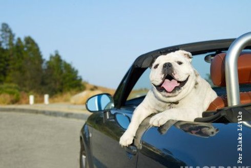 [cachoroo.jpg]
