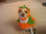 Happy Halloween from Toby